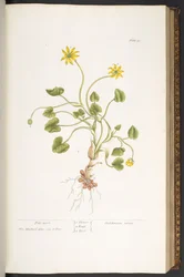 Placa 51, Pile-Wort, de 