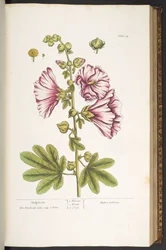Placa 54, Hollyhocks, de 