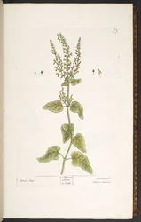 Placa 9, salvia de madera, de 