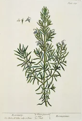 Rosmarinus Officinalis, de 