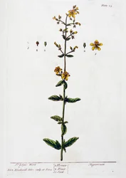 Hierba de San Juan, 1782