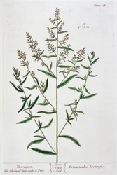 Estragón, 1782