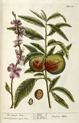 El árbol de durazno