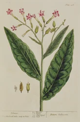 Tabaco, lámina 146 de 