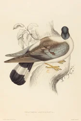 Columba Leuconota (Paloma de Nieve)