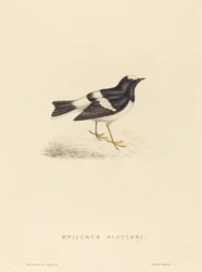 Enicurus Scouleri (Colita pequeña)