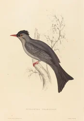 Hypsipetes Psaroides (bulbul negro)