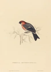 Pyrrhula Erythrocephala (Camachuelo cabecirrojo)