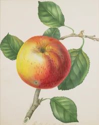 Una manzana, c.1835