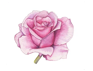 Rosa rosa, 2012 (acuarela)
