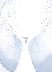 Nuestra Señora Bendita estaba alegre cuando se separaron en la Ascensión, ya que Cristo se fue para tomar Su lugar en el Cielo, al fin, con una gran oleada de alegría
