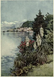 Un grupo de yucas, Villa Melzi, Lago di Como, Ilustración de 