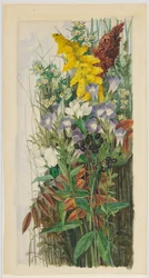 Flores silvestres