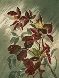 Hojas de otoño bajo la lluvia