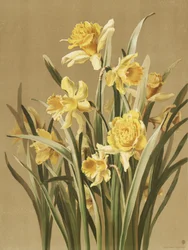 Narcisos