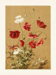 «Amapolas n.º 3», de Ellen Thayer Fisher