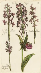 Diferentes variedades de orquídeas europeas, orquídea zapatilla de dama, Cypripedium calceolus