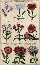 Diferentes variedades de clavel, Dianthus caryophyllus
