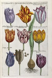 Varios tulipanes, 1612-14