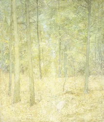 Escena de Bosque