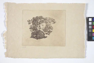 Estudio sobre los árboles (tinta)