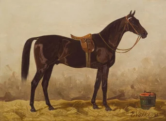 Caballo negro ensillado