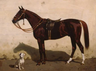 Zorro ensillado con perro