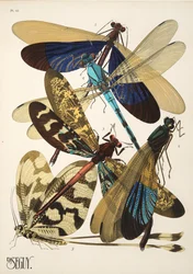 Lámina 10 de Insectes, pub. 1930 (impresión en pochoir)
