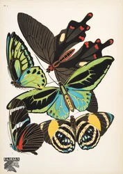 Lámina 1, de Papillons, pub. 1925 (impresión de pochoir)