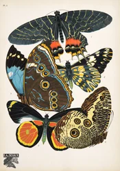 Lámina 2, de Papillons, pub. 1925 (impresión de pochoir)