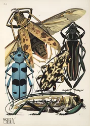 Lámina 3 de Insectes, pub. 1930 (impresión en pochoir)