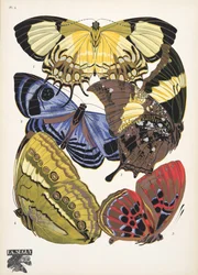 Lámina 4, de Papillons, pub. 1925 (impresión de pochoir)