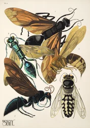 Lámina 6 de Insectes, pub. 1930 (impresión en pochoir)