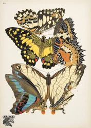 Lámina 9, de Papillons, pub. 1925 (impresión de pochoir)