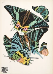 Lámina 7, de Papillons, pub. 1925 (impresión de pochoir)