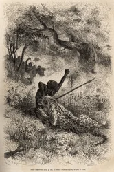 Un leopardo salta sobre un hombre y lo muerde cruelmente en la espalda, en las cercanías de Bambare (Congo), grabado según un dibujo de Emile Bayard, ilustrando el último diario de David Livingstone (1813-1873), en 1866-1873, publicado en 