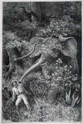 Livingstone sorprendido por un elefante, en "Le Tour du Monde"