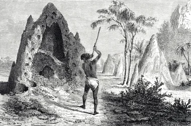 Nidos de hormigas blancas, termitas
