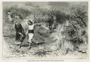 La recolección de masilla, una resina blanca de lentisco, durante la temporada de verano, es la base de la fabricación de un aguardiente anisado, dibujo de Emile Bayard, para ilustrar la historia “Isla de Chio” (Turquía Oriental), en 1877, por el Dr. A. Te