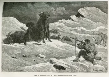 Escena de caza de yak salvaje, dibujo de Emile Bayard para ilustrar el viaje a Mongolia y la tierra de los Tangoutes de 1870 a 1873, por el Teniente Coronel Prjewalski. Grabado en Le tour du monde