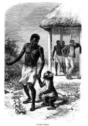 Joven mono Soko en África. Grabado por Emile Bayard (1837-1891) ilustrando las últimas historias del explorador David Livingstone