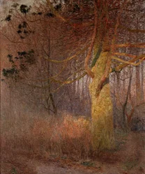 Árbol al sol