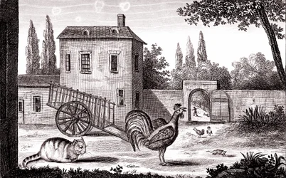 El gallo, el gato y el ratón, Fábula de La Fontaine