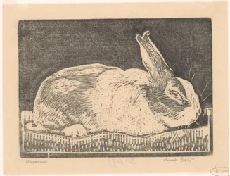 Conejo