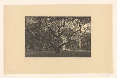 Árbol viejo