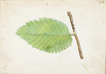 Oruga de borde dentado, estudio para el libro Ocultación de la coloración en el reino animal