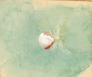 Araña de porcelana blanca