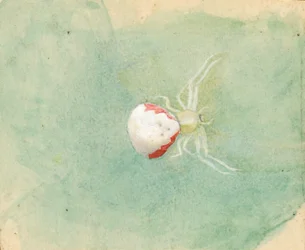 Araña blanca de porcelana