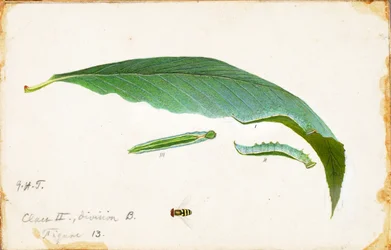Oruga del borde de la hoja de playa, estudio para el libro La coloración oculta en el reino animal