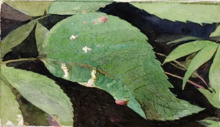 Oruga del borde de la hoja del abedul blanco, estudio para el libro La ocultación de la coloración en el reino animal